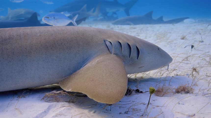 Aerial view of nurse shark swimming in blue water