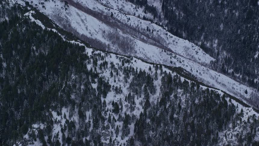 Panorama of snowcovered mountains with coniferous forests