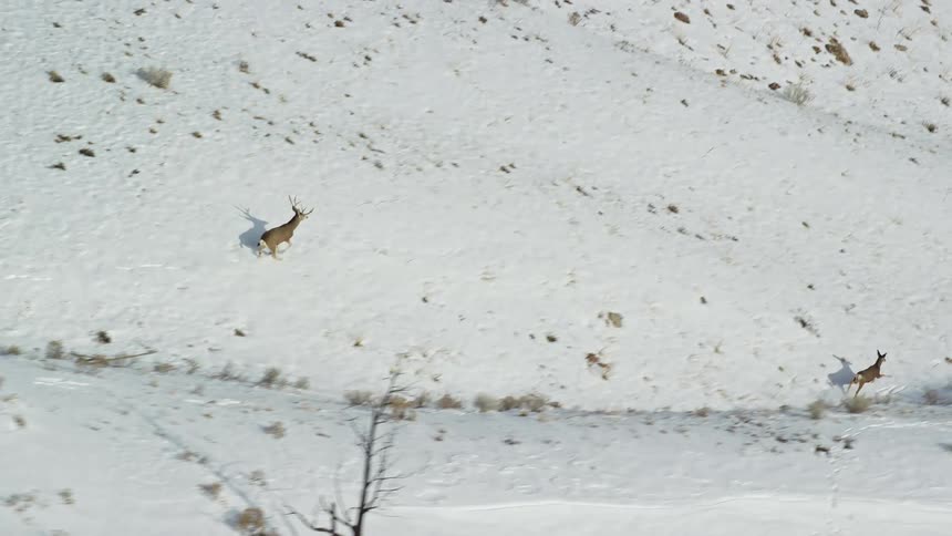 Deer run across snow covered mountain slope