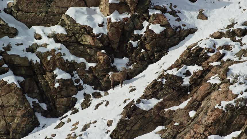 A goat on a rocky mountain covered in snow