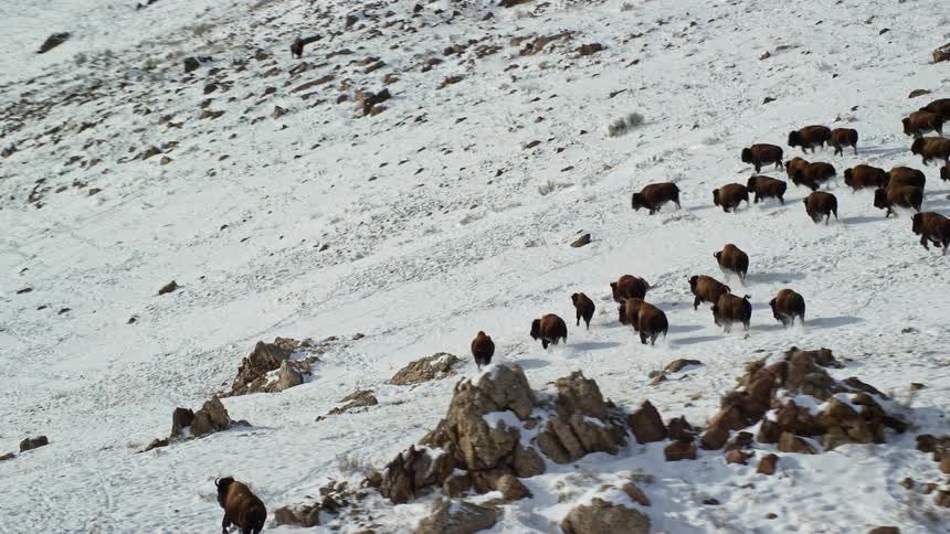 A herd of buffaloes descending the snowcovered mountain