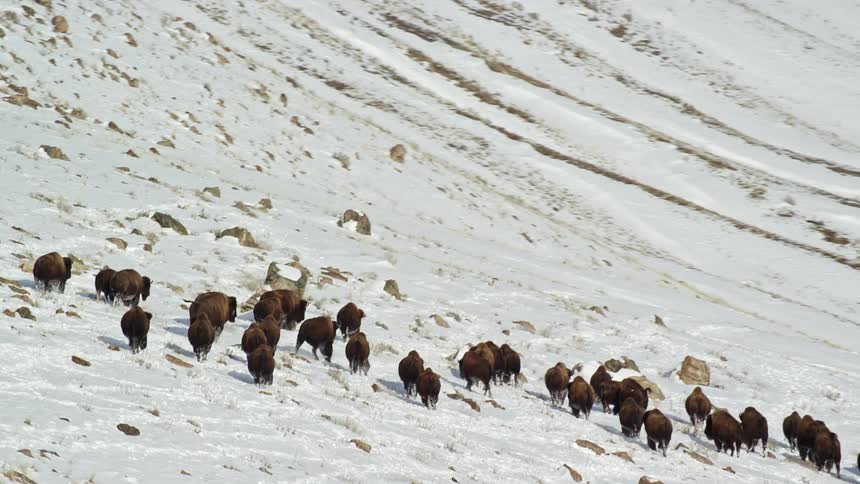 Aerial panorama of a group of buffaloes walking through snowcovered mountains
