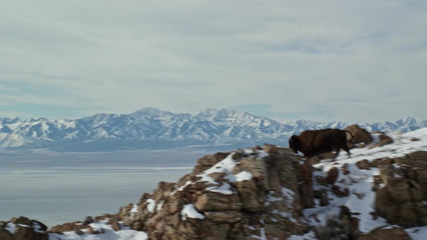 A bison trekking across a snowy landscape with a backdrop of distant snowcovered mountains