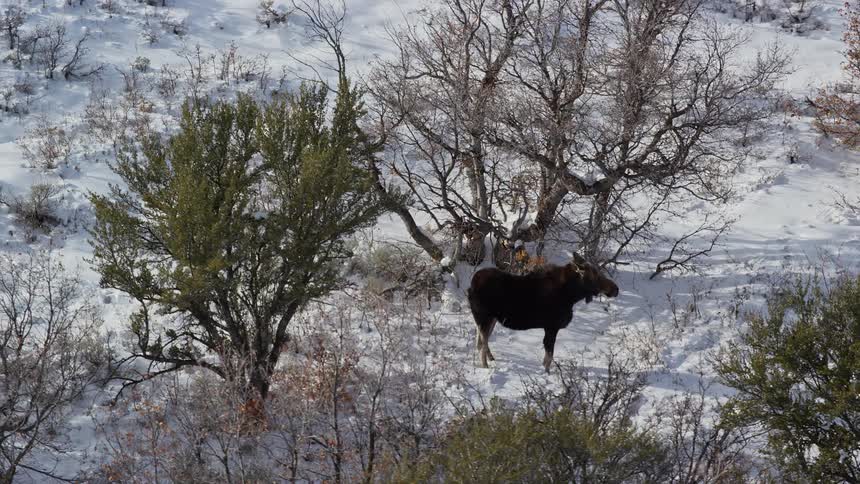 Animal in a natural setting with trees and snowcovered ground