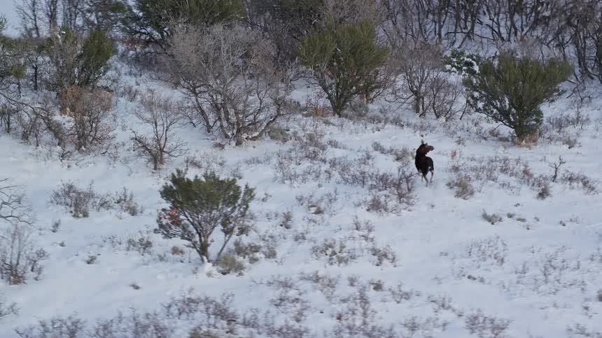 An elk in a snowcovered meadow during winter