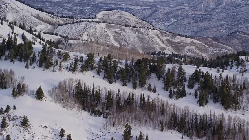 Several pine trees on top of a snowy hill