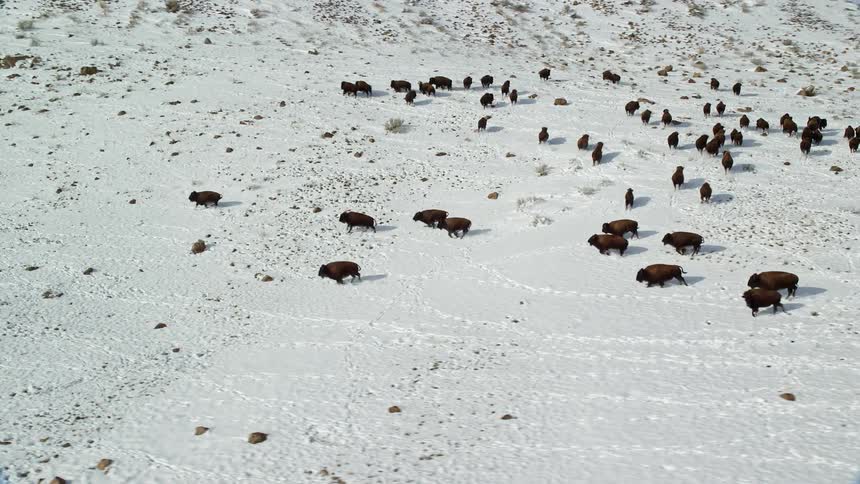 Buffaloes running through snowcovered mountains