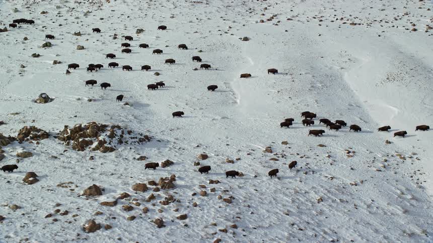 Herd of buffaloes running amid snowcovered mountains