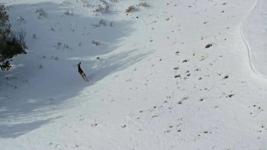 Aerial view of a deer jumping in the snow