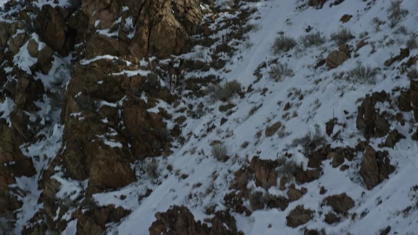 Two rams swiftly run up the side of a snow covered mountain