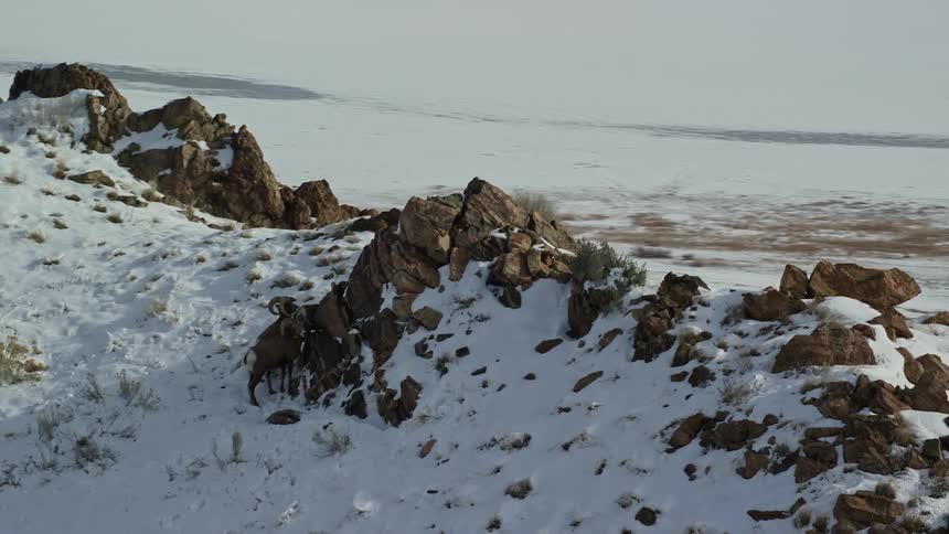 Two goats climbing a snowy rocky peak