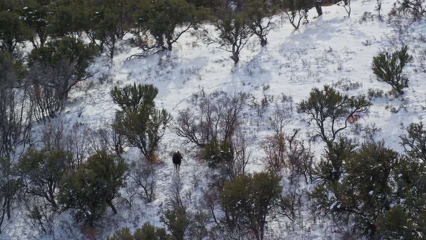 An animal grazing in a snowcovered field during winter
