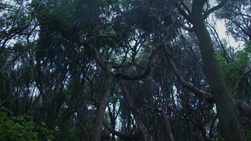 Wind furiously shaking the forest trees