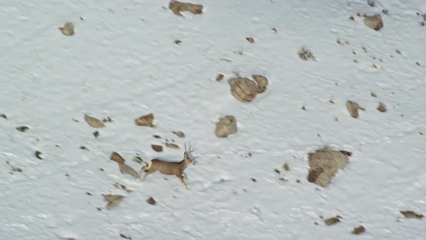 A helicopter camera films deer running across snowy ground
