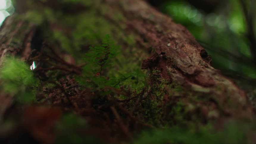 Close up of tree trunk and green branches