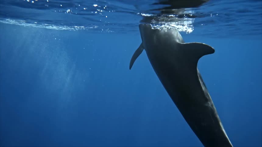 A dolphin swimming underwater during the day