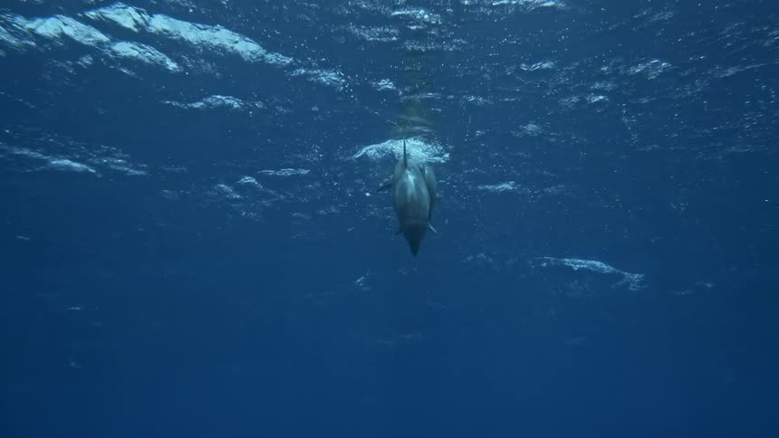 A baby dolphin swims with its mother underwater in the ocean
