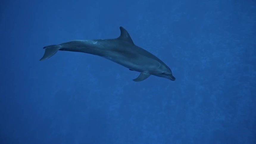A dolphin swimming underwater close to the sea floor