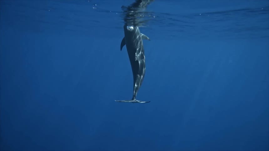 A dolphin swims to the surface in a huge sea of blue water