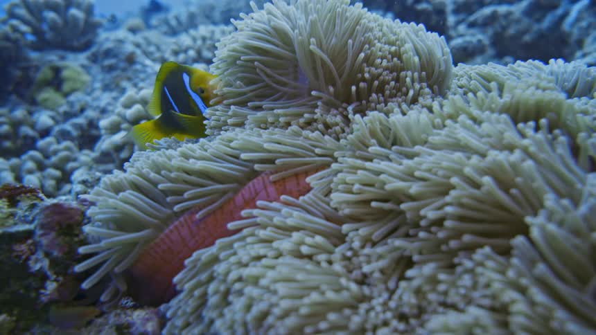 Small fish swimming among algae at the bottom of the ocean
