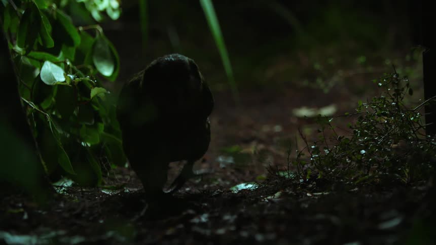 Owl parrot walks on the ground in the forest