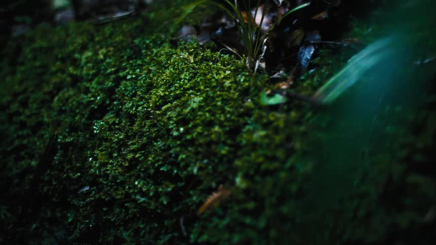 Closeup of soil covered with mosses and leaves