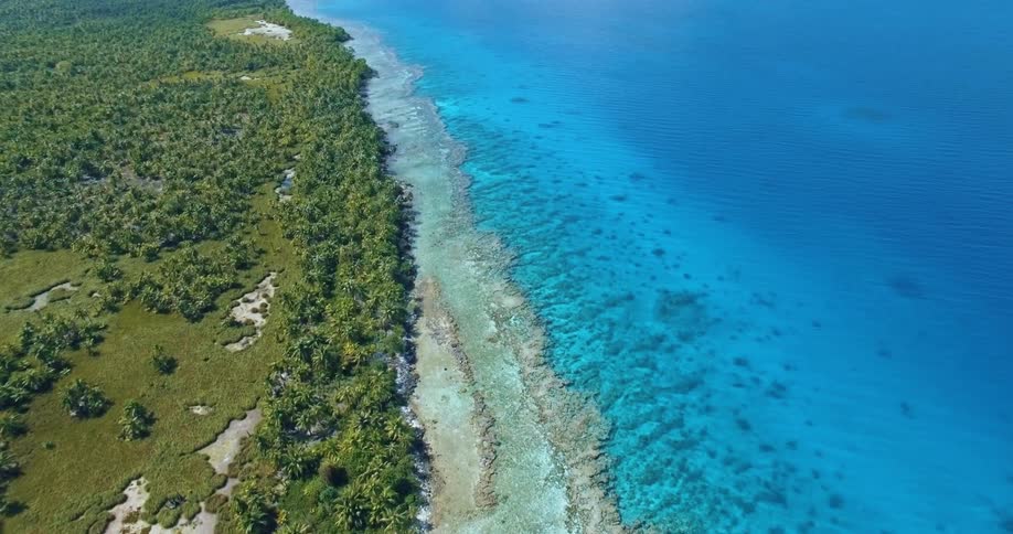 Aerial view of a coastal forest near a clear ocean