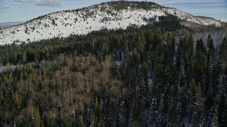 Aerial of pine forest with snow during the day