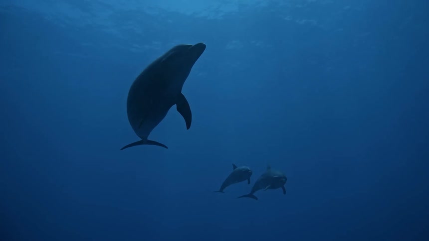 Some dolphins swimming in a very blue deep ocean