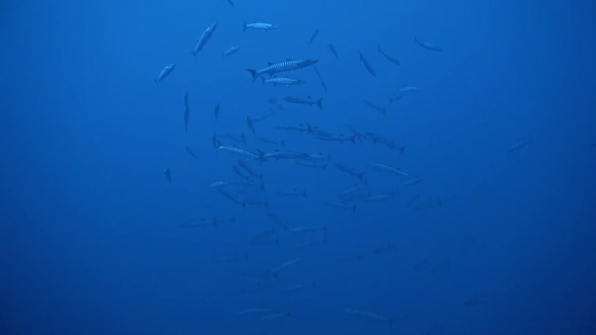 A group of barracudas swim around in a tight circle deep underwater