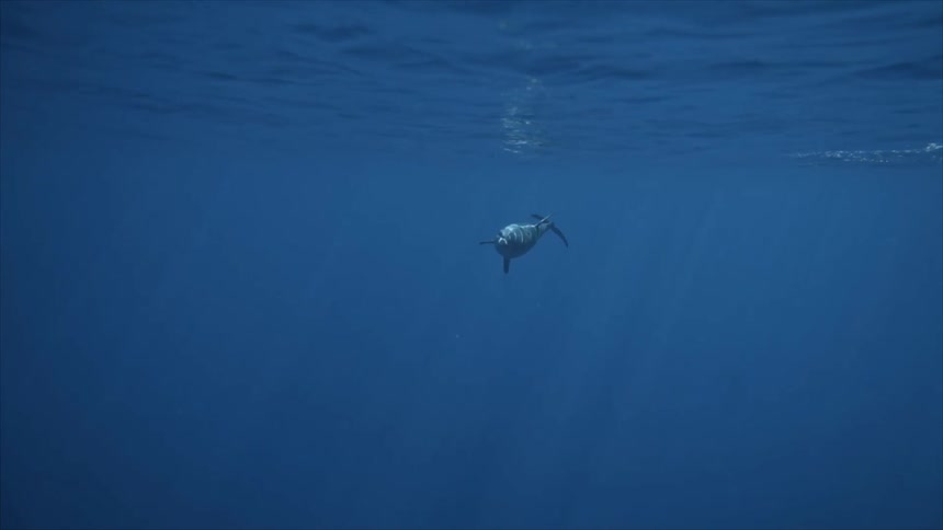 A dolphin is underwater swimming forward and turning left