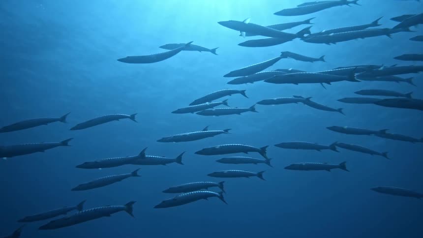 A school of fish swimming underwater in a very blue ocean