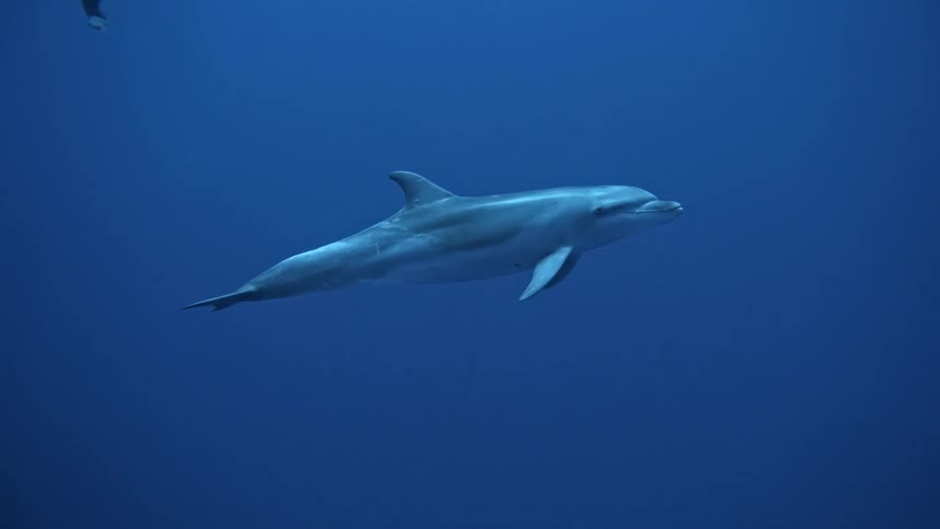 A dolphin swimming and heading up