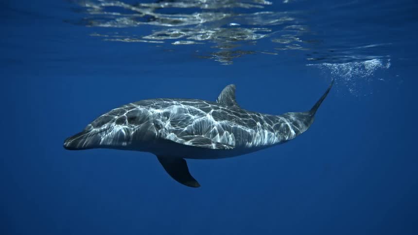 A dolphin swimming underwater near the surface