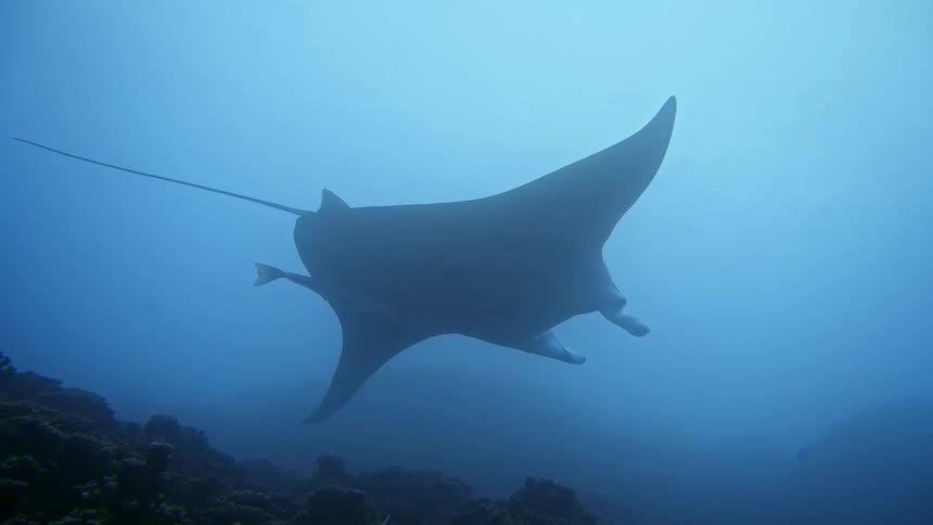 Manta ray swimming over the blue sea