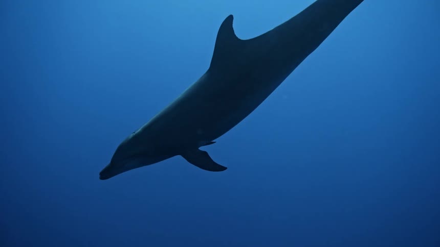 A dolphin is swimming underwater among other dolphins