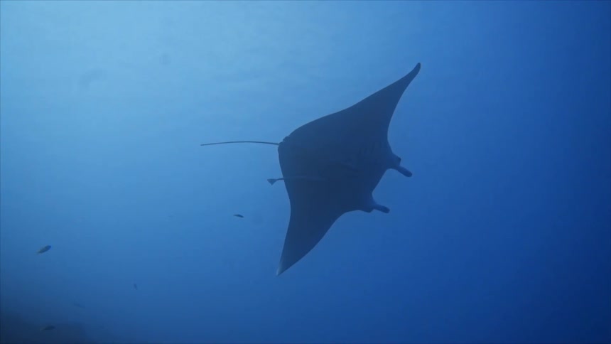 A manta ray swimming in a very blue sea