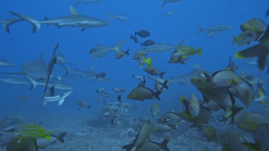 View of fish and sharks in an underwater scene