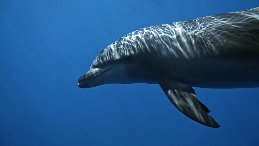 A dolphin swims as light reflects into the water from above