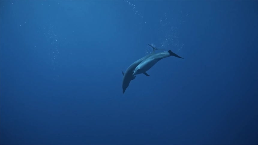 Two dolphins swimming side by side in a blue sea