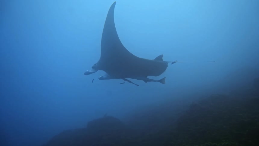 A manta ray swimming on the ocean floor near the reefs