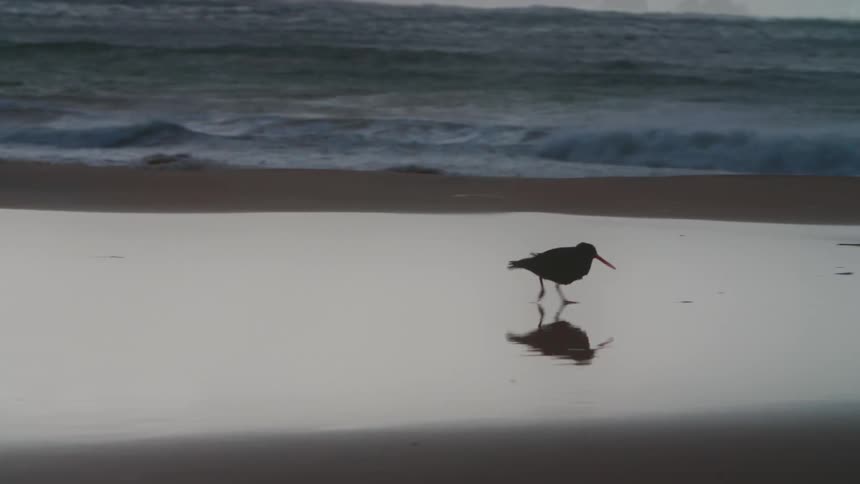 A small bird walking along the beach during sunset