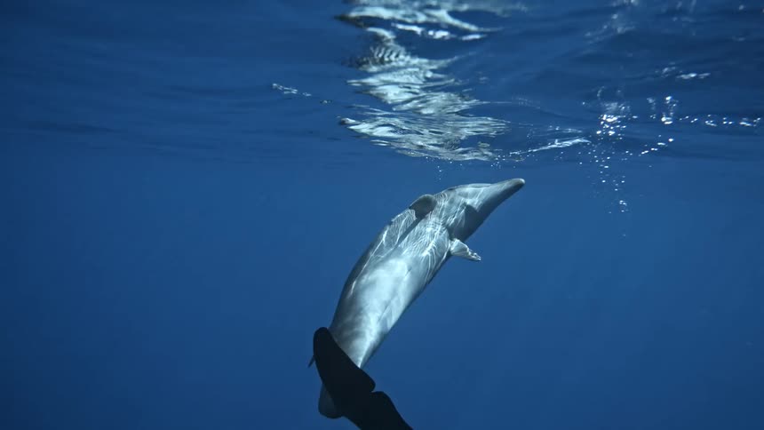 The dolphin is swimming around the water