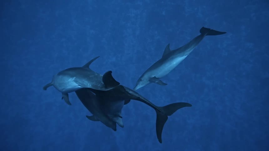 Dolphins swim at the bottom of the blue sea