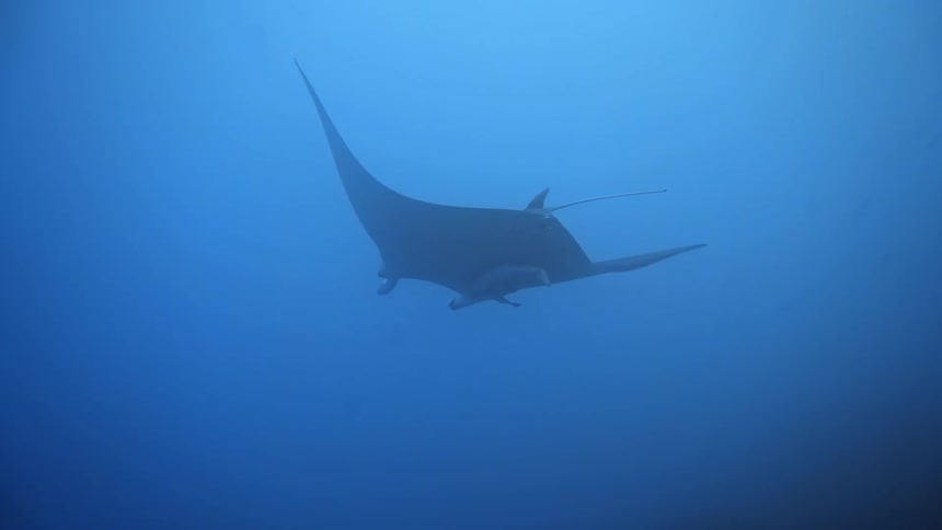 Manta ray swimming in the blue sea