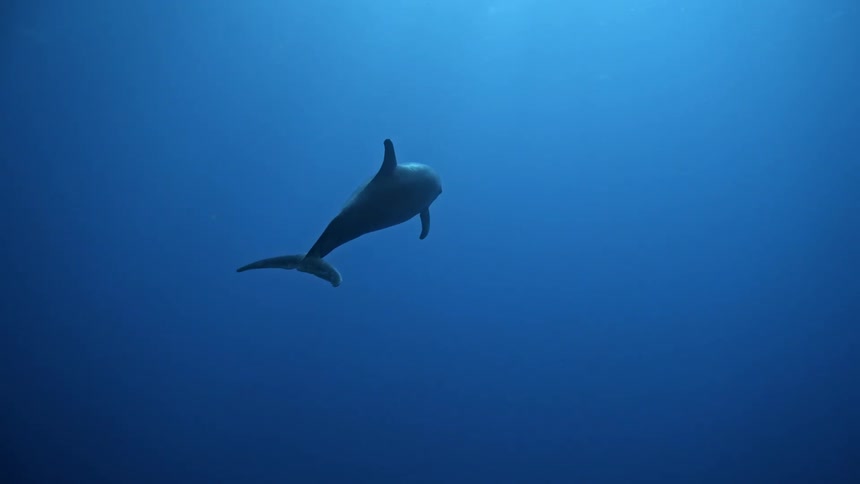 A dolphin gracefully swimming in the crystalclear blue ocean waters exuding a sense of freedom and playfulness