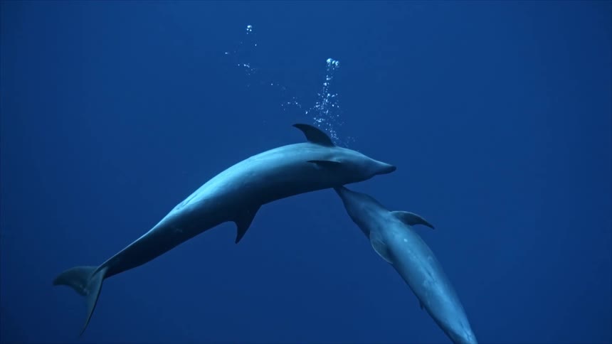 Common bottlenose dolphins swimming in blue water