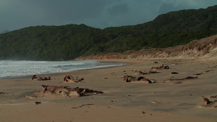 Aerial view of ocean waves breaking against the sandy beach