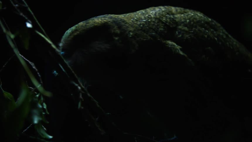 Green reptile climbing a tree at night in a forest