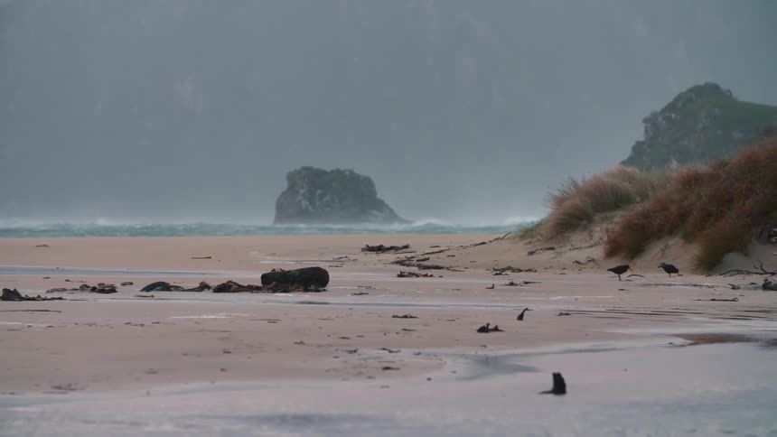 A beach with several branches in the sand and some small waves crashing on the shore